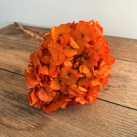 Preserved Hydrangea Stem