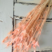 Naturally Dried / Coloured Nigella Flower