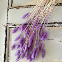 Dried Phalaris
