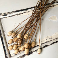 Naturally Dried Poppy Pods / Papaver - natural brown