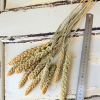 Dried Setaria / Foxtail Millet