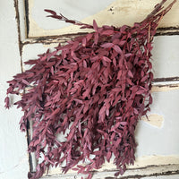 Preserved Eucalyptus / Gum