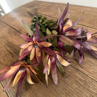 Naturally Dried Leucadendron - Australian Native