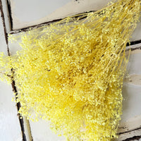 Preserved Broom Bloom / Genista