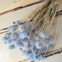 Preserved Scabiosa Pods