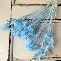 Naturally Dried / Coloured Nigella Flower