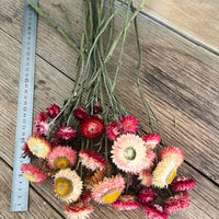 Naturally Dried Strawflower Daisy flower bunch - Helichrysum / Everlasting / Paper Daisy - stems / heads