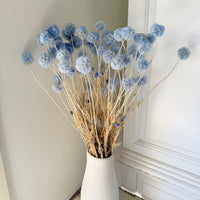 Preserved Scabiosa Pods