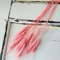 Dried Wheat