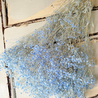 Preserved Broom Bloom / Genista