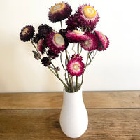 Naturally Dried Strawflower Daisy flower bunch - Helichrysum / Everlasting / Paper Daisy - stems / heads