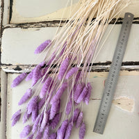 Dried Phalaris