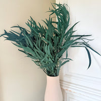 Preserved Eucalyptus / Gum