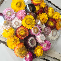 Naturally Dried Strawflower Daisy flower bunch - Helichrysum / Everlasting / Paper Daisy - stems / heads