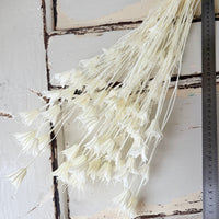 Naturally Dried / Coloured Nigella Flower