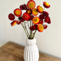 Naturally Dried Strawflower Daisy flower bunch - Helichrysum / Everlasting / Paper Daisy - stems / heads