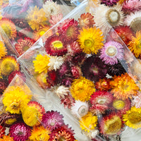 Naturally Dried Strawflower Daisy flower bunch - Helichrysum / Everlasting / Paper Daisy - stems / heads