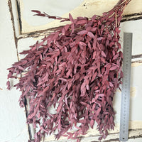 Preserved Eucalyptus / Gum