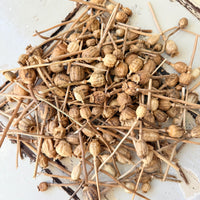 自然干燥的罂粟荚/罂粟 - 天然棕色