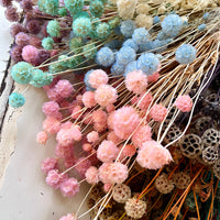 Preserved Scabiosa Pods