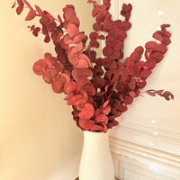 Preserved Eucalyptus / Gum