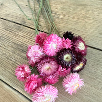 Naturally Dried Strawflower Daisy flower bunch - Helichrysum / Everlasting / Paper Daisy - stems / heads