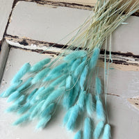 Dried Bunny Tail / Lagurus Ovatus