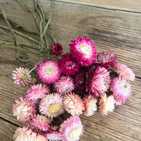 Naturally Dried Strawflower Daisy flower bunch - Helichrysum / Everlasting / Paper Daisy - stems / heads