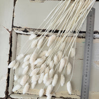 Dried Phalaris