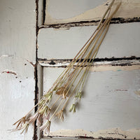 Naturally Dried / Coloured Nigella Flower