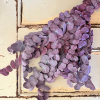 Preserved Eucalyptus / Gum
