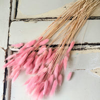 Dried Bunny Tail / Lagurus Ovatus