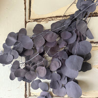 Preserved Eucalyptus / Gum