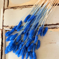 Dried Phalaris