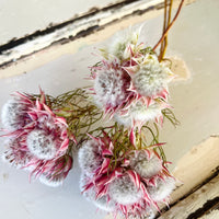 Naturally Dried Blushing Bride - natural pink