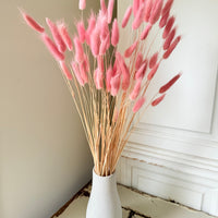 Dried Bunny Tail / Lagurus Ovatus