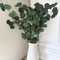 Preserved Eucalyptus / Gum