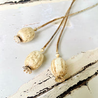 Naturally Dried Poppy Pods / Papaver - natural brown