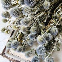 天然干燥球蓟 - 蓝色鼠尾草米色