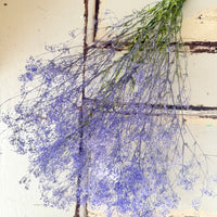 Preserved Delicate Baby's Breath - Gypsophila