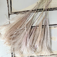 Naturally Dried Reed Canary Grass / Mischanthus Grass / Mini Pampas Grass