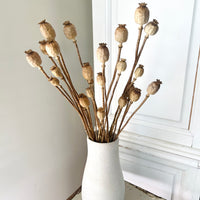 Naturally Dried Poppy Pods / Papaver - natural brown