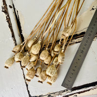 Naturally Dried Poppy Pods / Papaver - natural brown