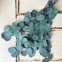 Preserved Eucalyptus / Gum