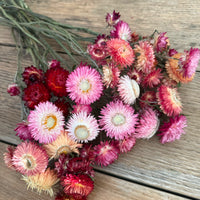 Naturally Dried Strawflower Daisy flower bunch - Helichrysum / Everlasting / Paper Daisy - stems / heads