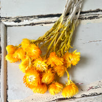 Preserved Heath Aster | Rock Flower