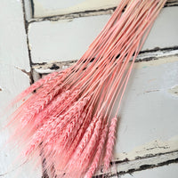 Dried Wheat