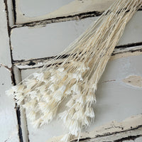 Naturally Dried / Coloured Nigella Flower