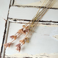 Naturally Dried / Coloured Nigella Flower