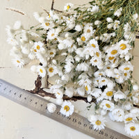 天然干燥的 Rhodanthe 永生雏菊花束